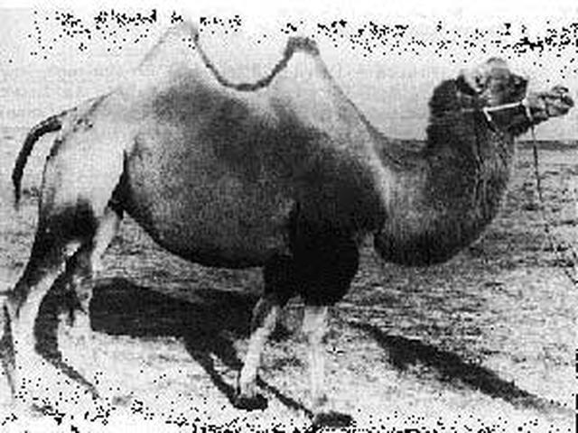 Sonid camel