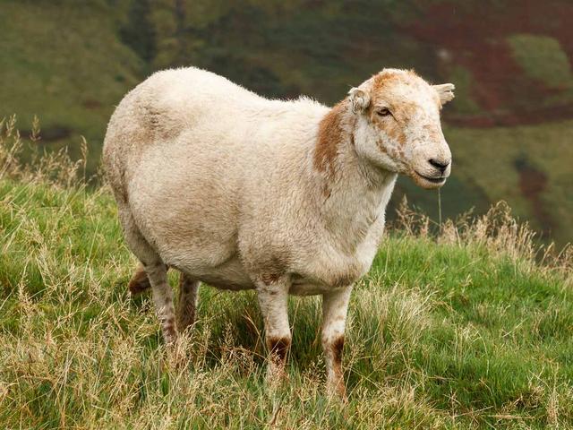 South Wales Mountain sheep