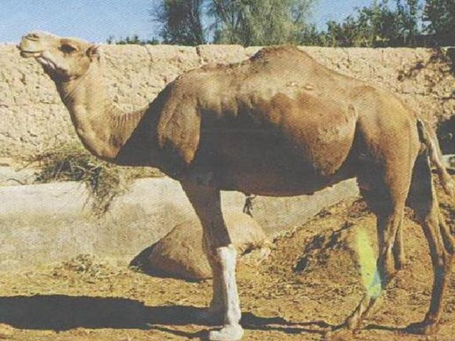 Yazdi camel