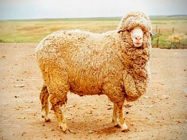 South-Kazakh Merino sheep