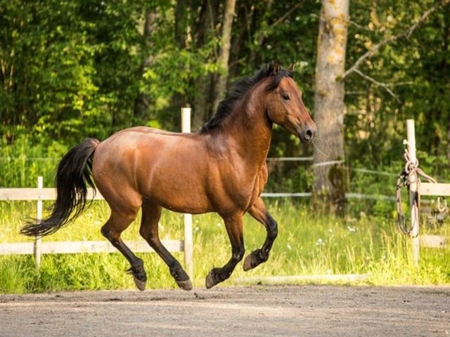 Zemaitukai horse