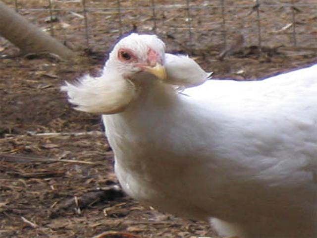 Araukana