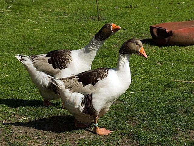 Duńska szara i szarobrokatna gęś