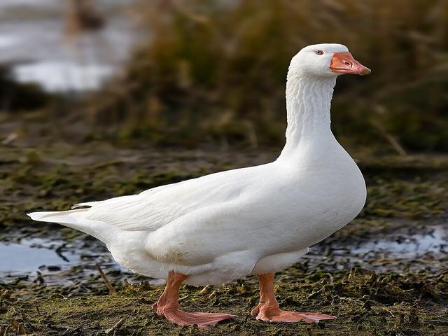 Emden