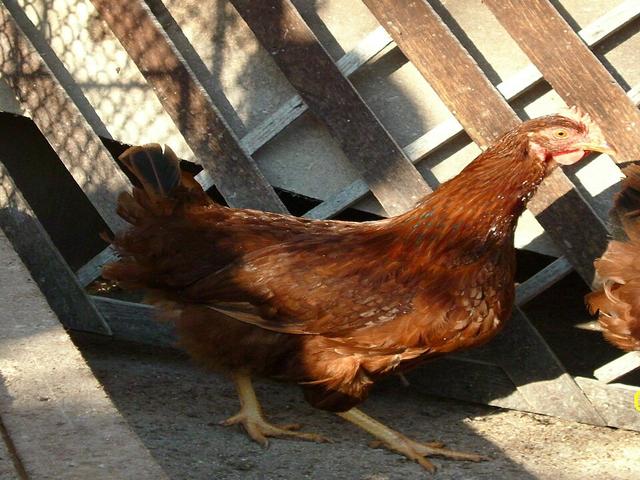 Stara Zagora Red