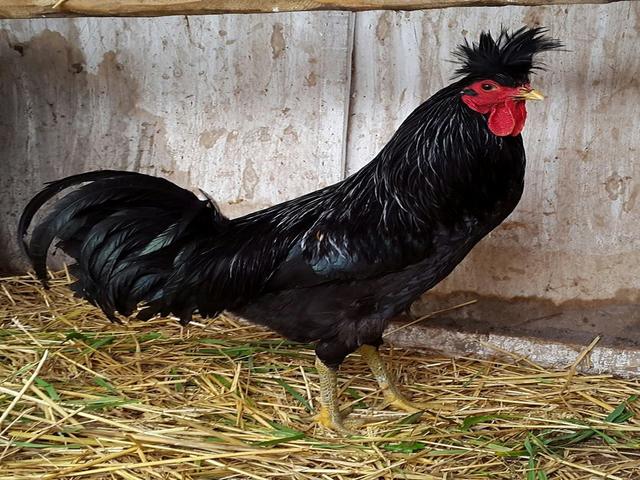 Kosowski Długokruk