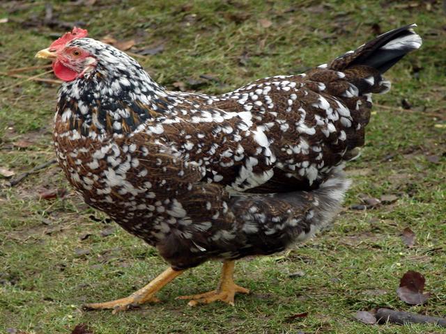 Szwedzka Flower Hen