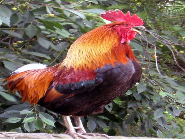 Kuropatwiane zielononogie