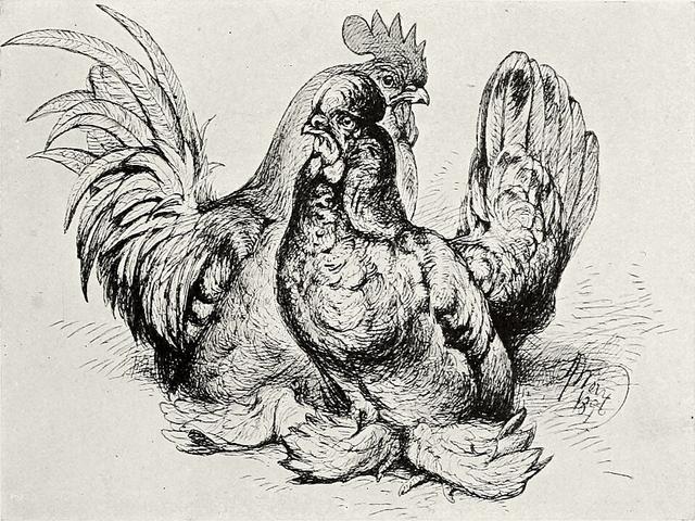 Bantam birmański