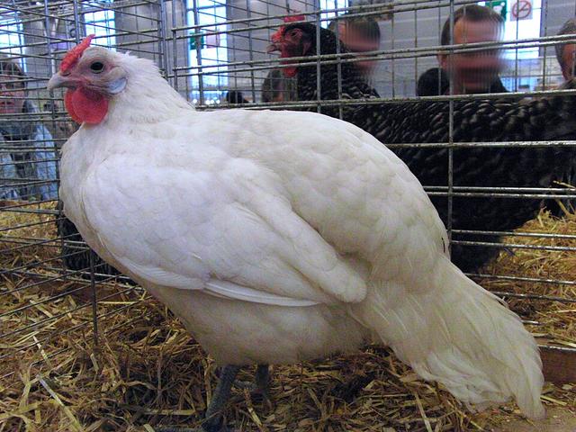 Alzacka