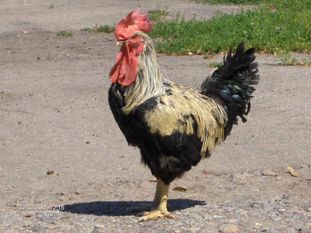Yurlov Crower