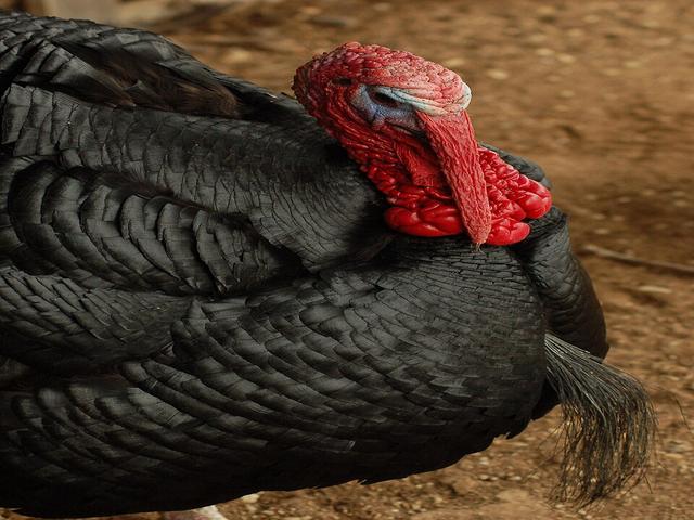 Norfolk Black