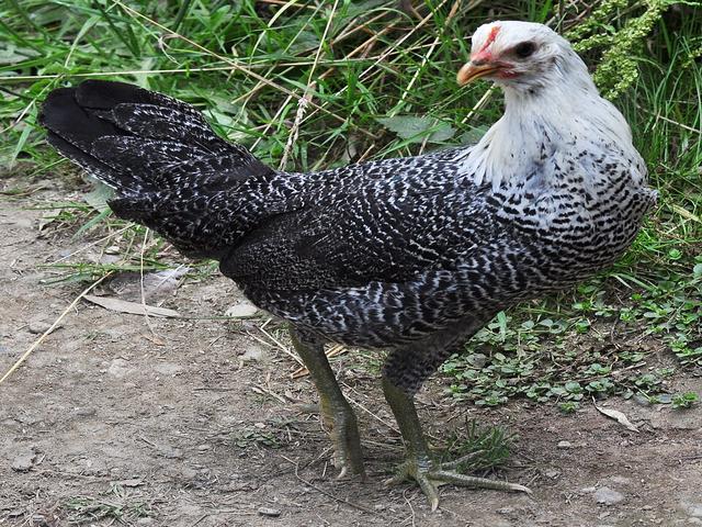 Fayoumi