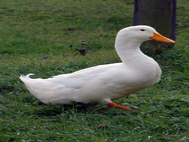 Amerykański Pekin