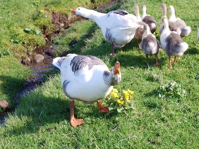 Faroese