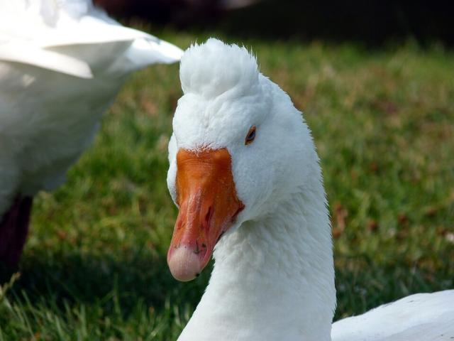 Rzymska