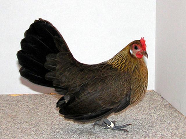 Holenderski bantam