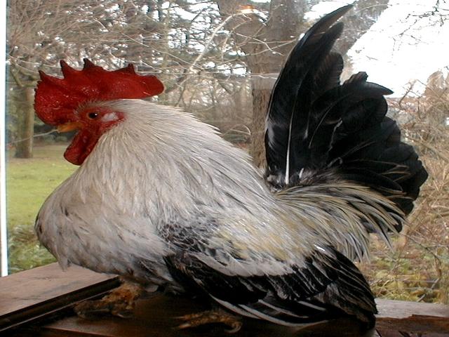 Japońska bantamka