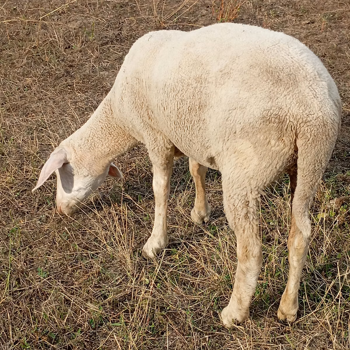 Merino sheep