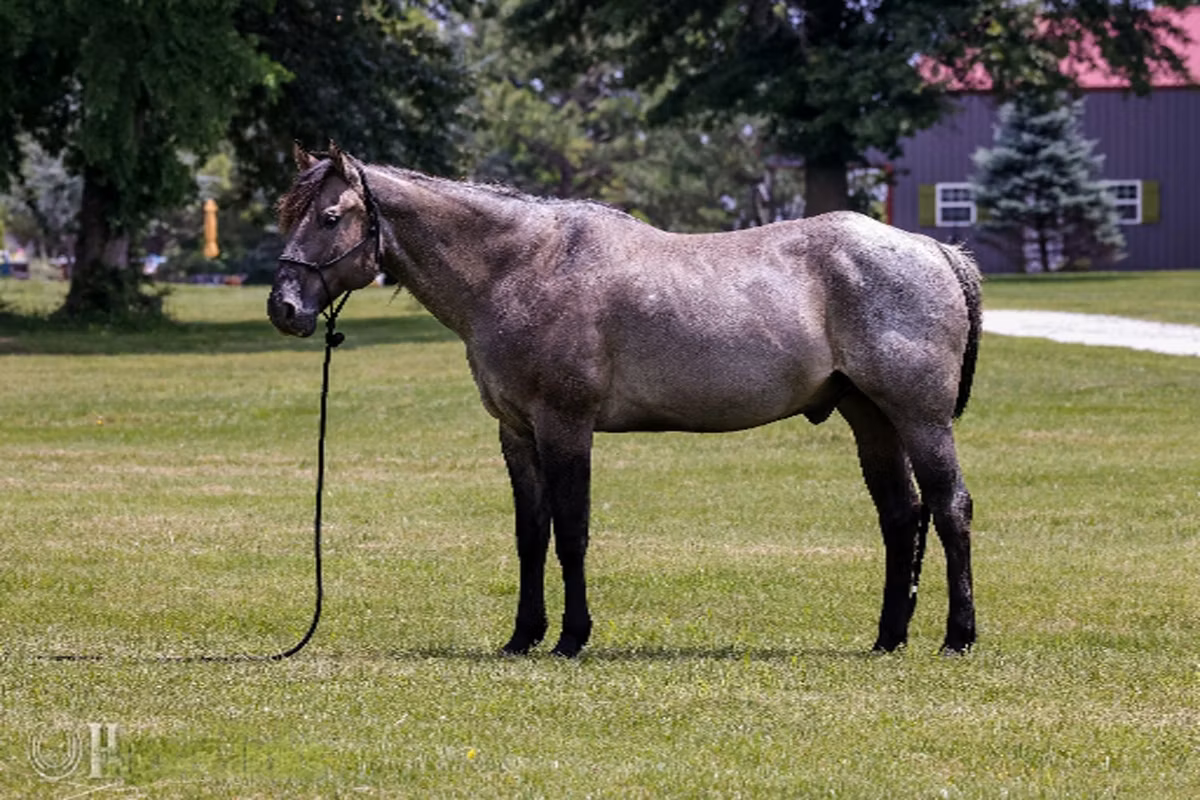 Quarter Horse