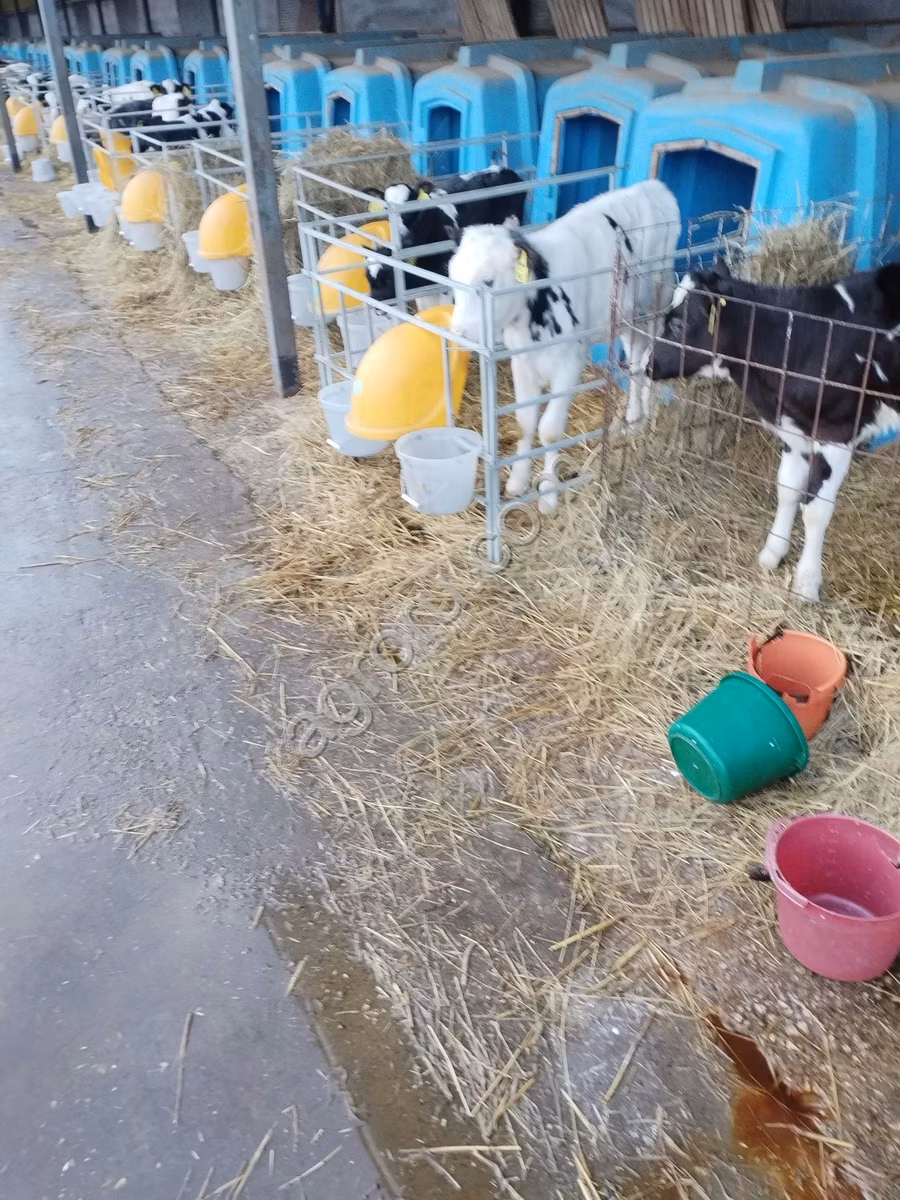 Swiss cattle