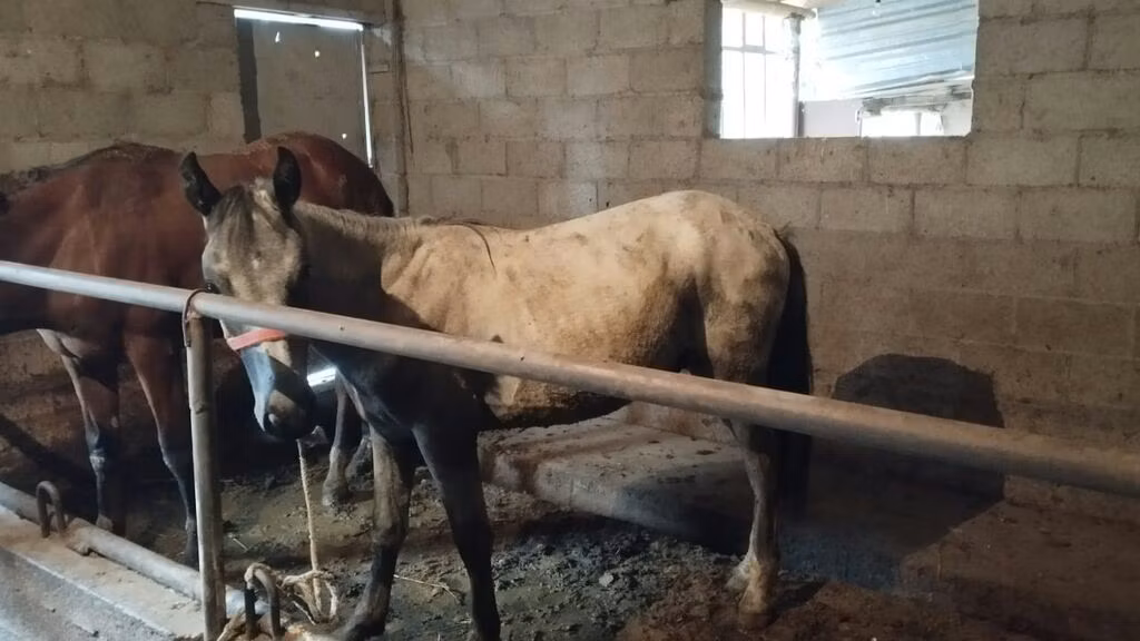 Horse breed