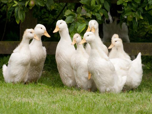 Niemiecki Pekin