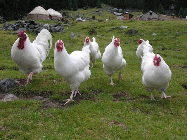 Szwajcar