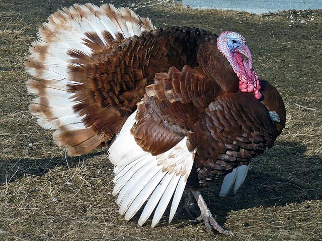 Bourbon czerwony