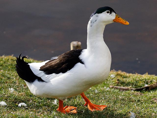 Sroka