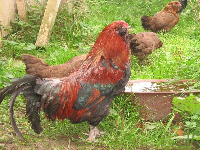 Appenzeller Barthuhn