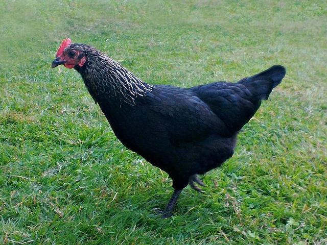 Norfolk Grey