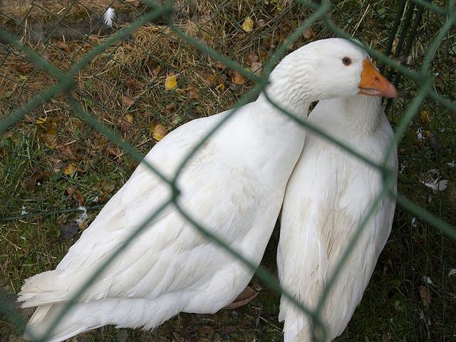 czeski