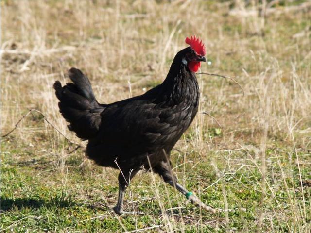 Castellana czarna