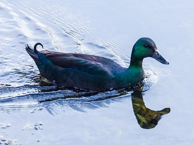 Cayuga